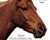 Gran-enciclopedia-del-caballo-de-Elwyn-Hartley-Edwards